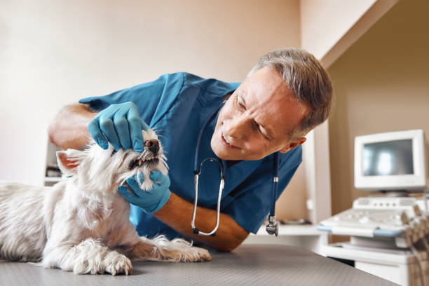 Professional Emergency Dental Service in CA